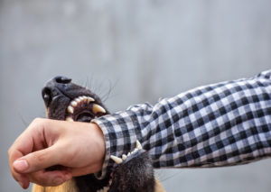 Liability for Dog Bites on Public Property in New Jersey