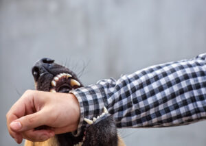 Liability for Dog Bites on Public Property in New Jersey